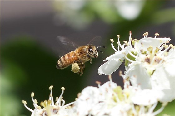 蜂蜜加工厂家的蜜蜂在采蜜