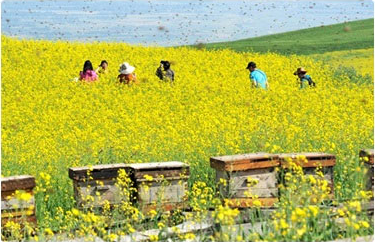 蜂蜜批发厂家的蜜源基地