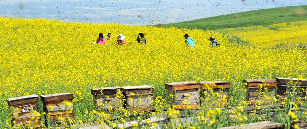 蜂蜜代加工厂家的蜜源基地