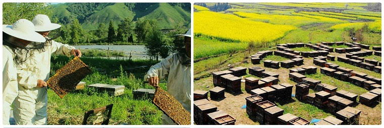 蜂蜜原料厂的蜂农和蜜源基地