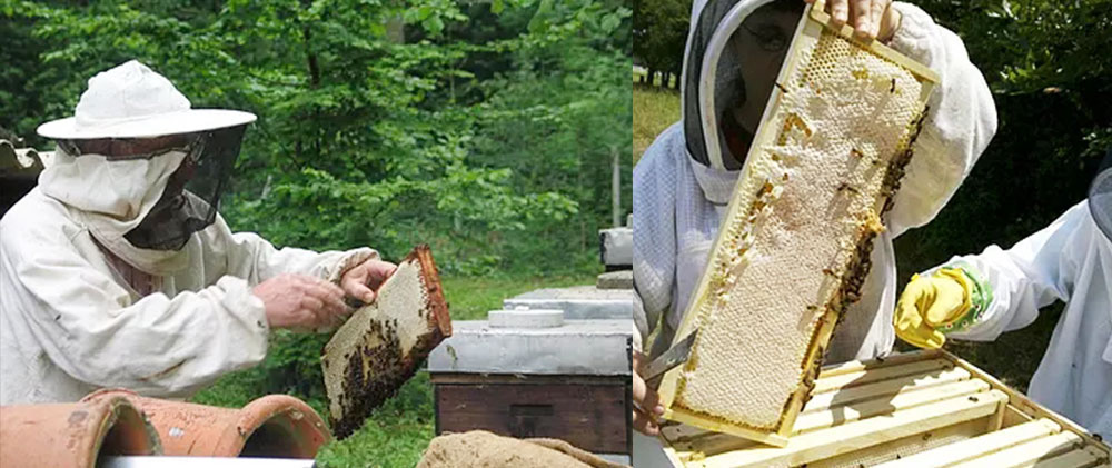 蜂蜜加工厂家的蜂农在取蜜